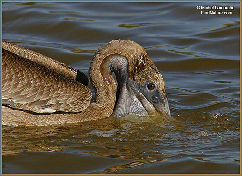 Brown Pelicanimmature