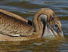 Brown Pelican