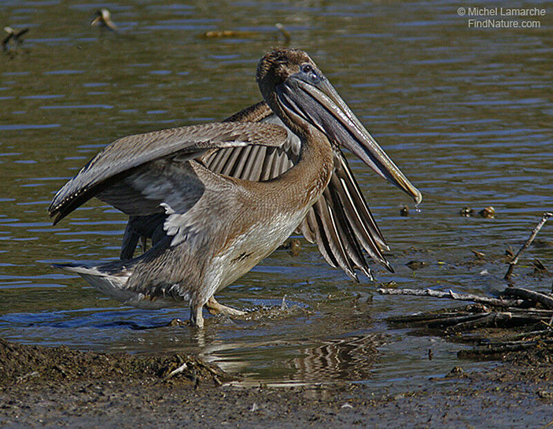 Brown Pelicanimmature