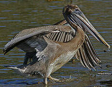 Brown Pelican