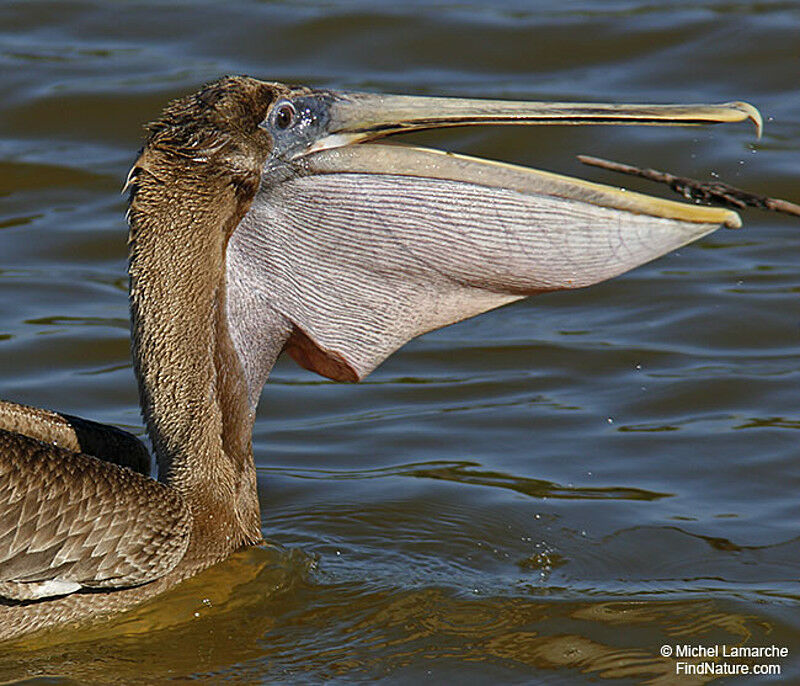 Brown Pelican