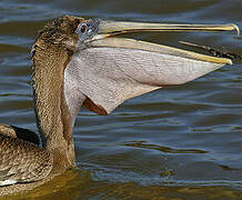 Brown Pelican