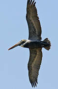 Brown Pelican