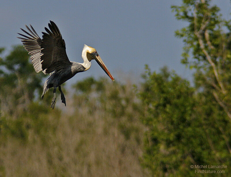 Brown Pelicanadult post breeding