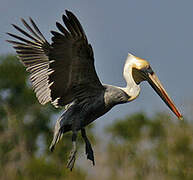 Brown Pelican