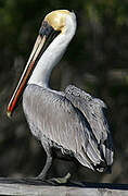 Brown Pelican