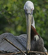 Brown Pelican