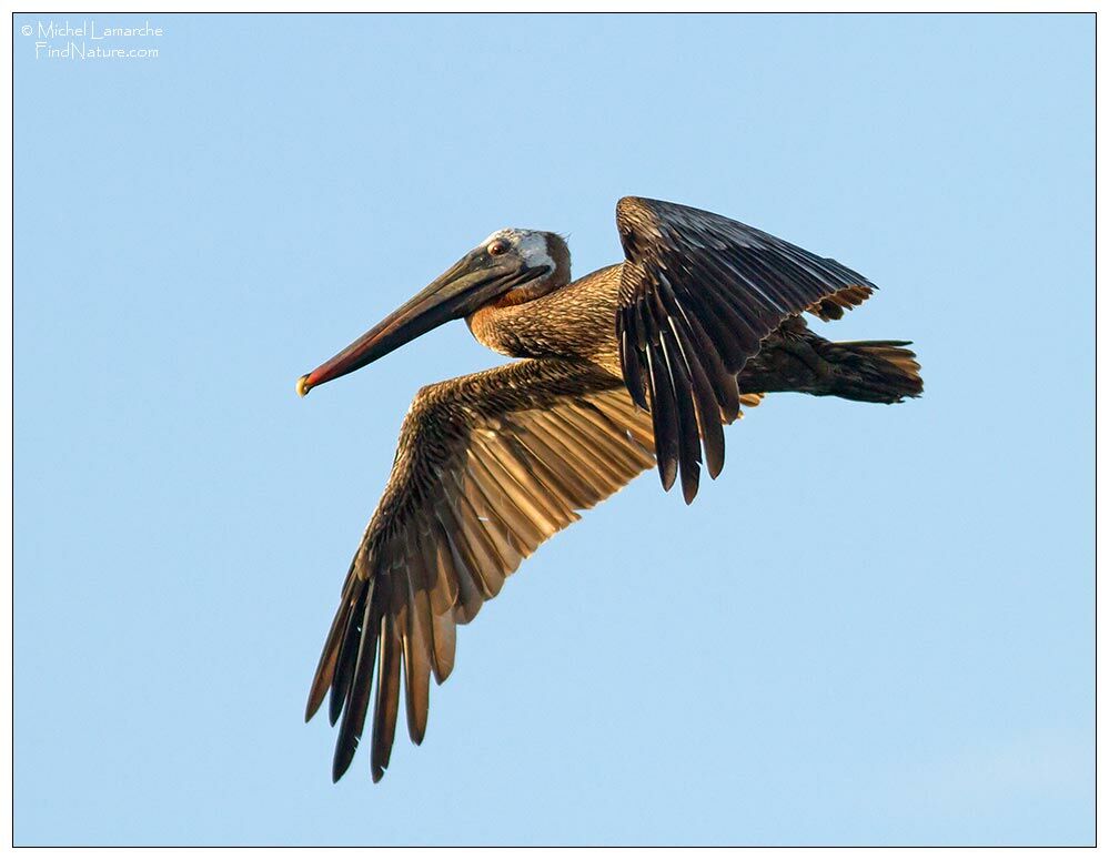 Brown Pelican, Flight