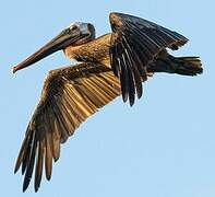 Brown Pelican