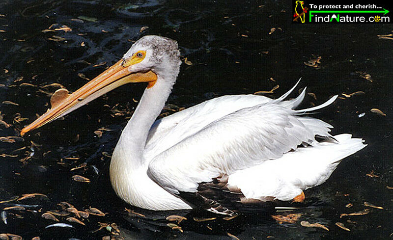 American White Pelican