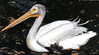 American White Pelican