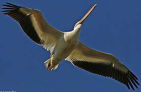 American White Pelican