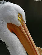 American White Pelican