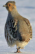 Grey Partridge