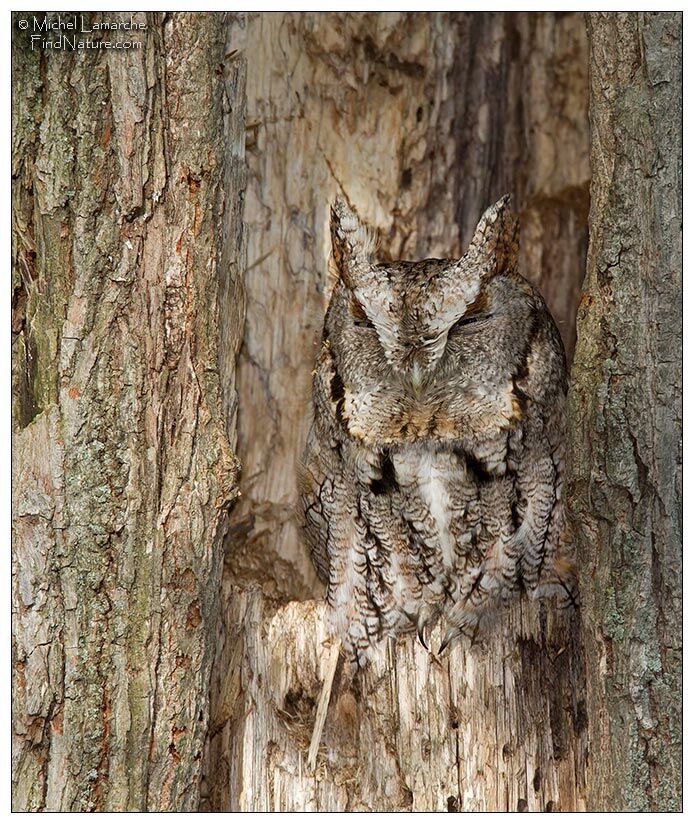 Eastern Screech Owl