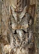 Eastern Screech Owl