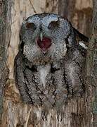 Eastern Screech Owl