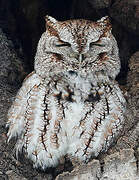 Eastern Screech Owl