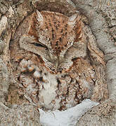 Eastern Screech Owl