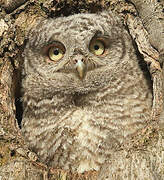 Eastern Screech Owl