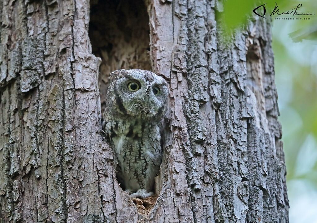 Eastern Screech Owl