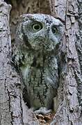 Eastern Screech Owl