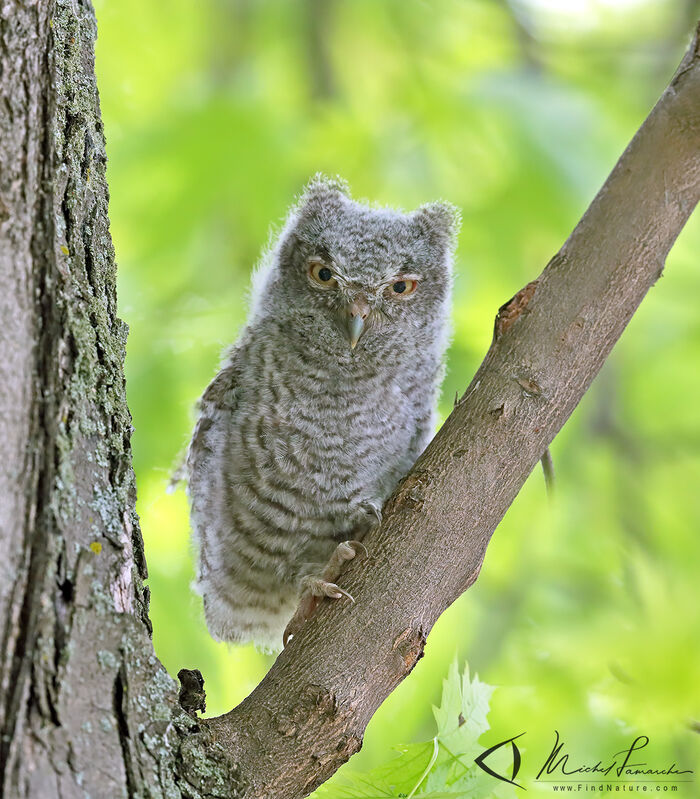 Eastern Screech Owljuvenile