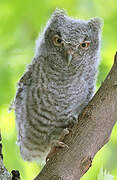 Eastern Screech Owl