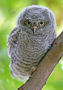 Eastern Screech Owl