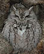 Eastern Screech Owl