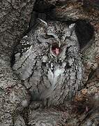 Eastern Screech Owl