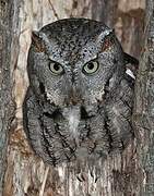 Eastern Screech Owl