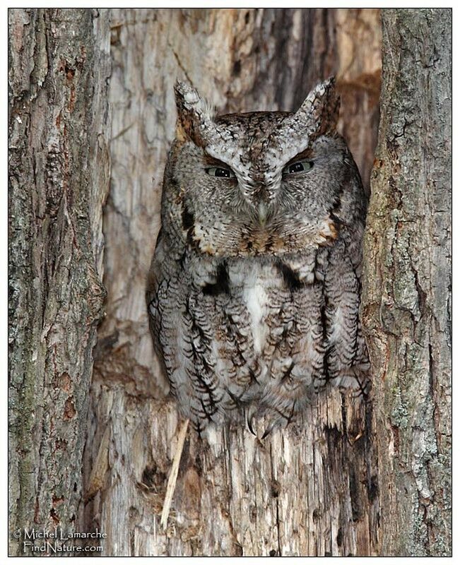 Eastern Screech Owl