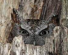 Eastern Screech Owl