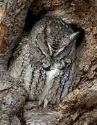 Eastern Screech Owl