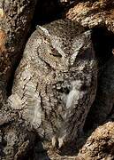 Eastern Screech Owl