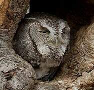 Eastern Screech Owl