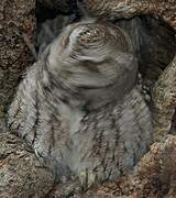 Eastern Screech Owl