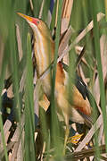 Least Bittern