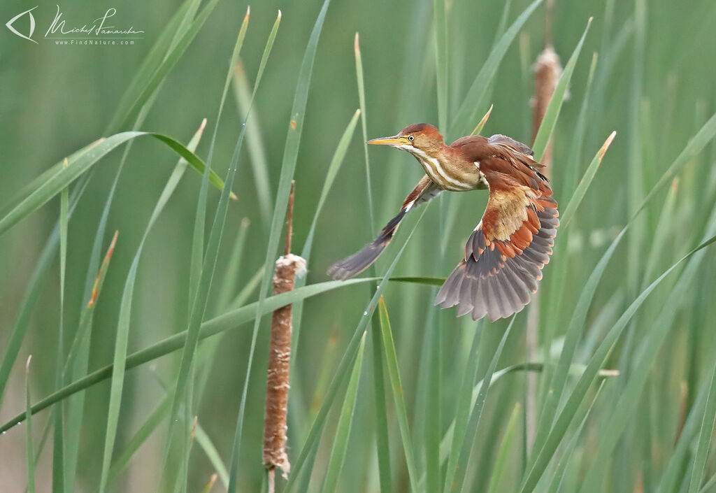 Least Bittern female adult, Flight