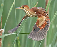 Least Bittern