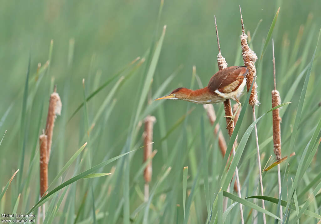 Least Bittern female adult, identification