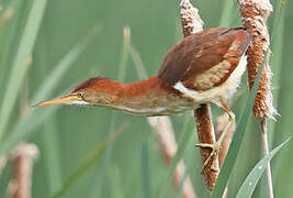 Least Bittern