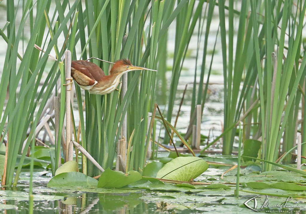 Least Bittern female adult