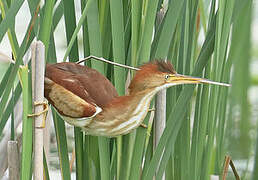 Least Bittern