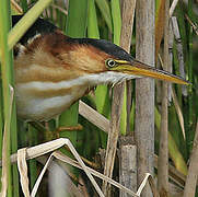 Least Bittern