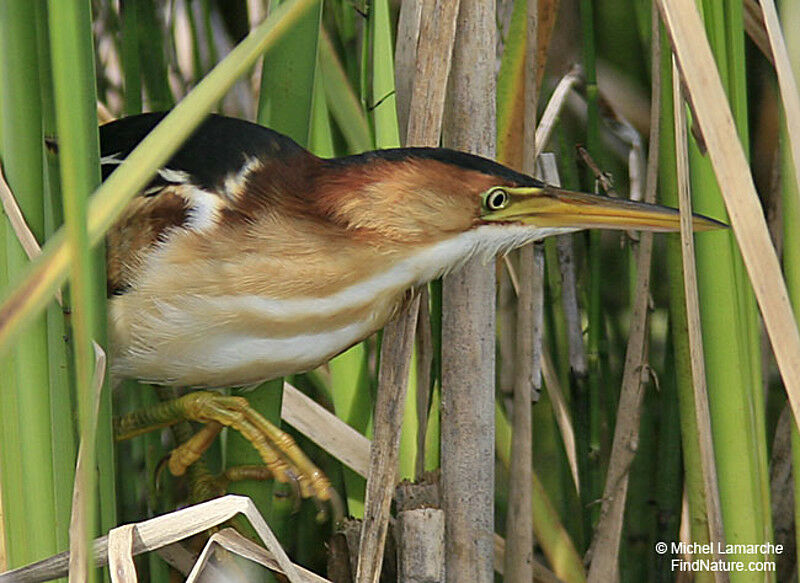 Least Bittern male adult