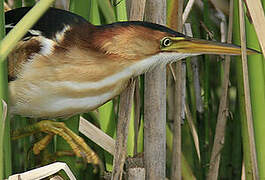 Least Bittern