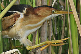 Least Bittern