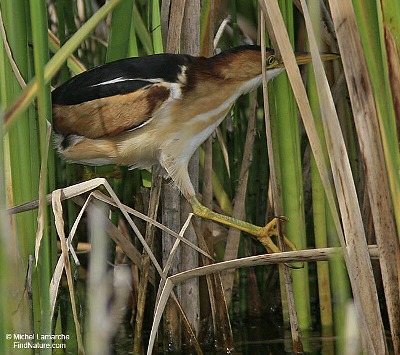 Least Bittern male adult